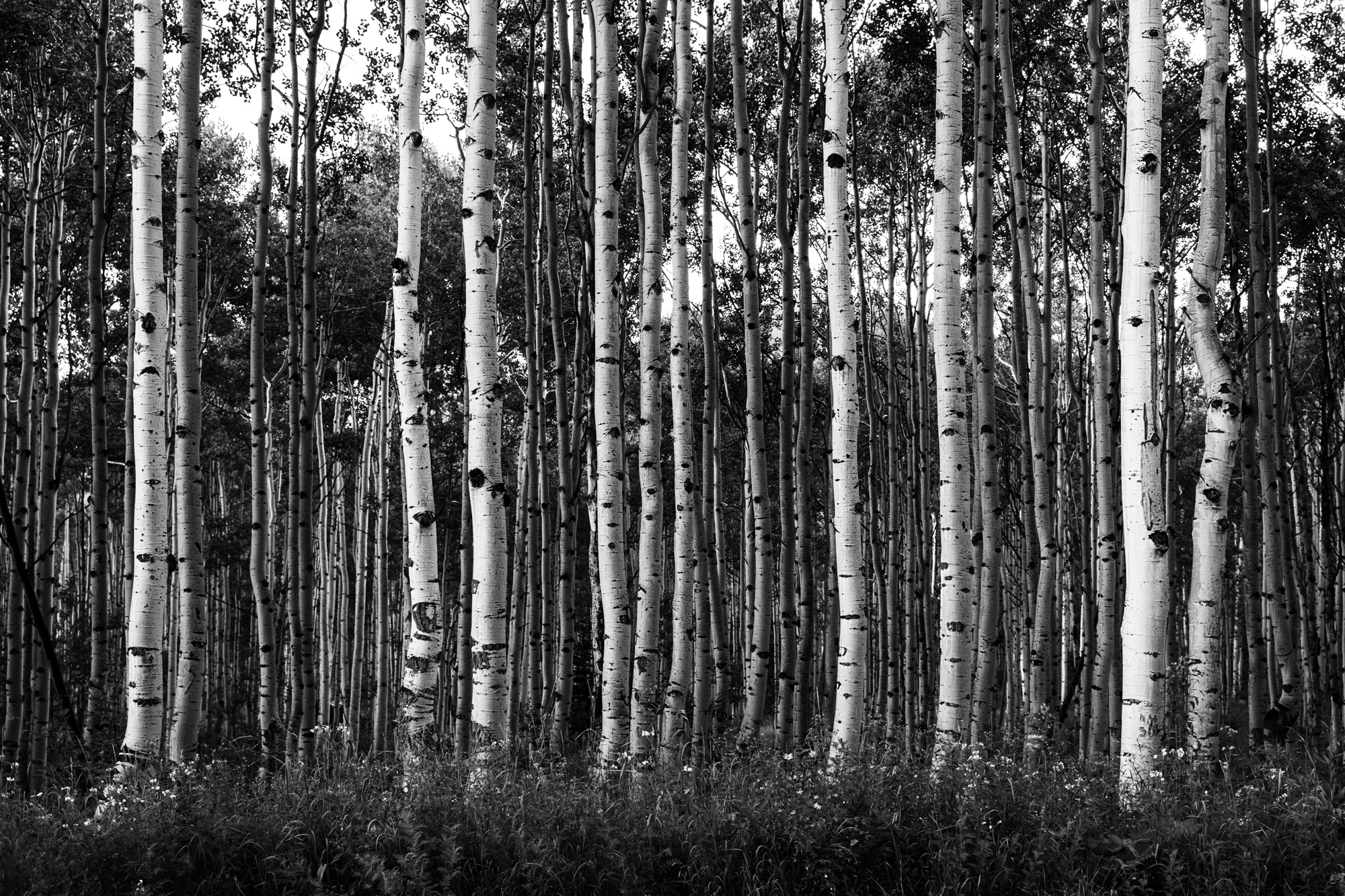 aspen trees as a contrast example for lightroom curves